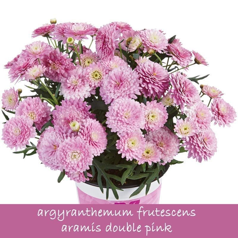 Aramis double pink çeşme papatyası fidesi argyranthemum 1 fide