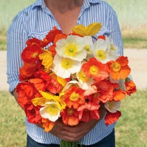 Dev izlanda gelincik tohumu papaver nudicaule