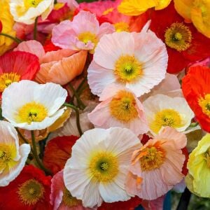 Dev izlanda gelincik tohumu papaver nudicaule