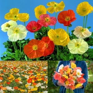 Dev izlanda gelincik tohumu papaver nudicaule