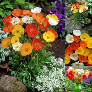 Dev izlanda gelincik tohumu papaver nudicaule