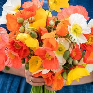 Dev izlanda gelincik tohumu papaver nudicaule