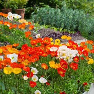 Dev izlanda gelincik tohumu papaver nudicaule
