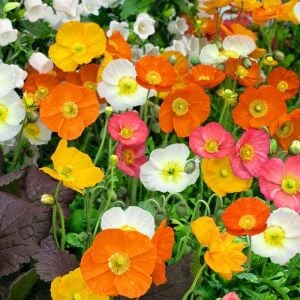 Dev izlanda gelincik tohumu papaver nudicaule