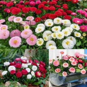 Bellis tohumu ingiliz papatyası katmerli 3 renk karışım