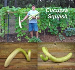 İtalyan Cucuzzi taze kabak tohumu squash