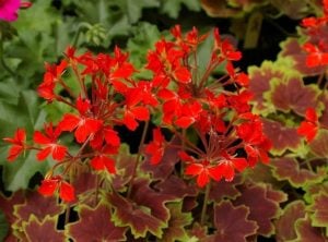 Vancouver sardunya fidesi pelargonium deco