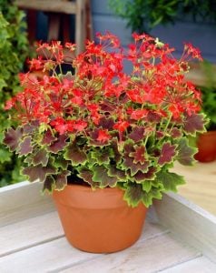 Vancouver sardunya fidesi pelargonium deco