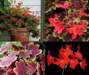 Vancouver sardunya fidesi pelargonium deco