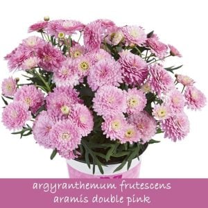 Aramis double pink çeşme papatyası fidesi argyranthemum 7 yada 9 cm saksıda