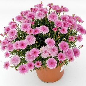 Aramis double pink çeşme papatyası fidesi argyranthemum 7 yada 9 cm saksıda