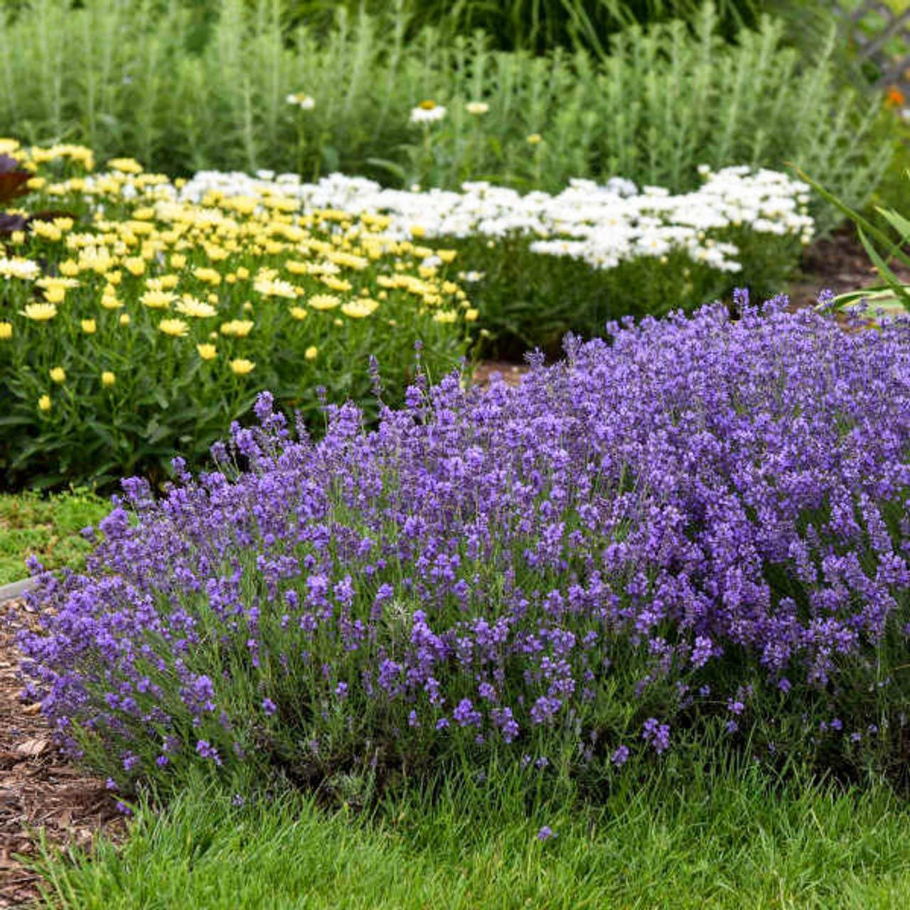 Munstead lavanta tohumu cüce lavandula angustifolia ithal