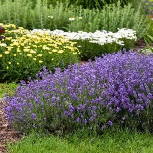 Munstead lavanta tohumu cüce lavandula angustifolia ithal