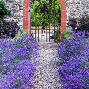 Munstead lavanta tohumu cüce lavandula angustifolia ithal