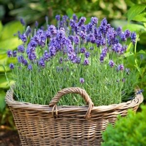 Munstead lavanta tohumu cüce lavandula angustifolia ithal