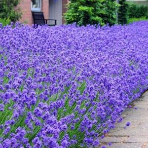 Munstead lavanta tohumu cüce lavandula angustifolia ithal