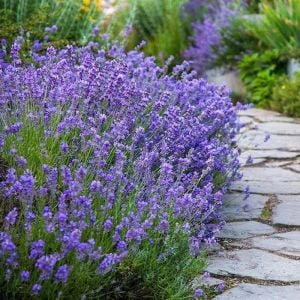 Munstead lavanta tohumu cüce lavandula angustifolia ithal