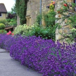 Munstead lavanta tohumu cüce lavandula angustifolia ithal