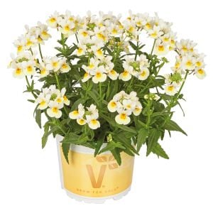 Beyaz Limon nemezya çiçeği fidesi nemesia mareto white lemon