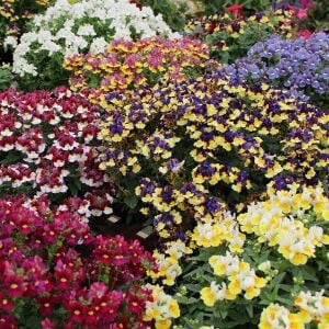 3 adet Nemesia çiçeği fidesi karışımı set