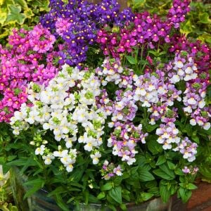 3 adet Nemesia çiçeği fidesi karışımı set