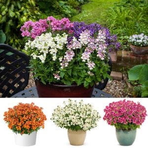 3 adet Nemesia çiçeği fidesi karışımı set