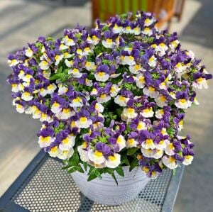 3 adet Nemesia çiçeği fidesi karışımı set