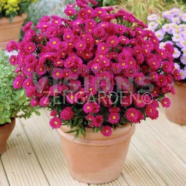 Katmerli kırmızı aster soğanı saraypatı çiçeği patrica ballard 5 adet