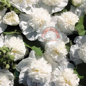 Katlı chaters gülhatmi fidesi alcea hollyhock
