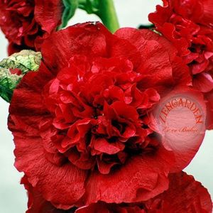 Katlı chaters gülhatmi fidesi alcea hollyhock