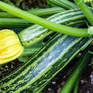 Straito İtalyan yazlık kabak tohumu squash
