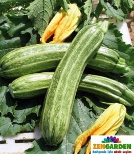 Straito İtalyan yazlık kabak tohumu squash