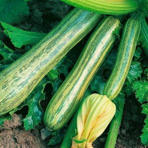 Straito İtalyan yazlık kabak tohumu squash