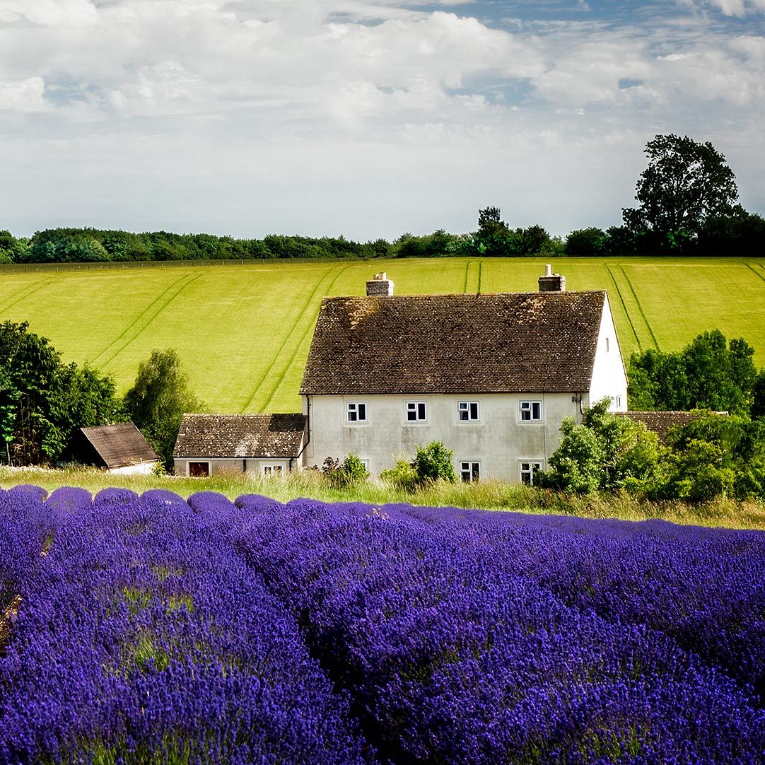 Hidcote mavi lavanta tohumu dona dayanıklı İngiliz lavandula angustifolia blue ithal