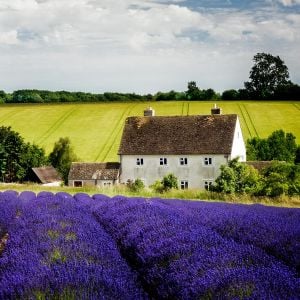 Hidcote mavi lavanta tohumu dona dayanıklı İngiliz lavandula angustifolia blue ithal