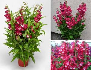 Amelia Jayne penstemon fidesi çok yıllık hartwegii ithal