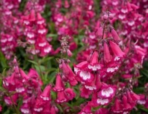 Amelia Jayne penstemon fidesi çok yıllık hartwegii ithal