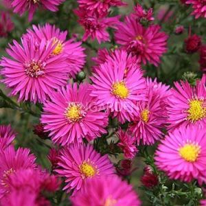 Katmerli kırmızı aster soğanı saraypatı çiçeği patrica ballard 10 adet