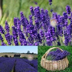 Hidcote mavi lavanta tohumu dona dayanıklı İngiliz lavandula angustifolia blue ithal