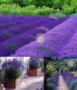 Hidcote mavi lavanta tohumu dona dayanıklı İngiliz lavandula angustifolia blue ithal