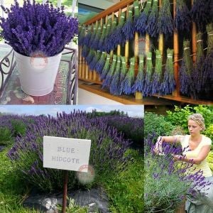 Hidcote mavi lavanta tohumu dona dayanıklı İngiliz lavandula angustifolia blue ithal