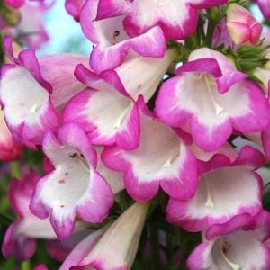 Laura penstemon fidesi çok yıllık hartwegii ithal