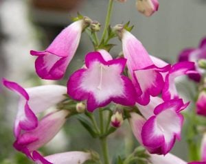 Laura penstemon fidesi çok yıllık hartwegii ithal