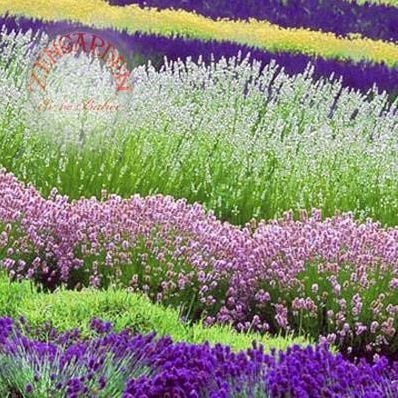 Lavanta tohumu pembe çiçekli lavandula rosea angustifolia ithal