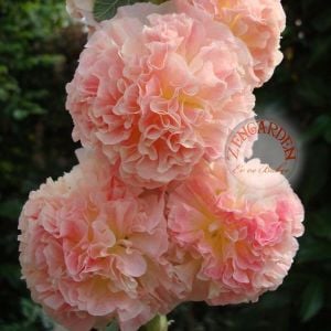 Appleblossom gülhatmi fidesi gül katmerli alcea hollyhock