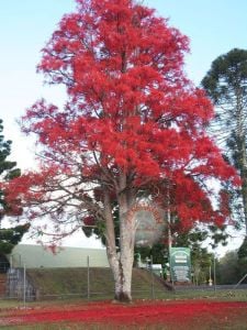 Brachychiton acerifolius tohumu illawarra ateşi flame tree