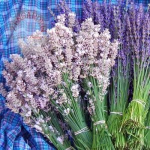 Lavanta tohumu pembe çiçekli lavandula rosea angustifolia ithal