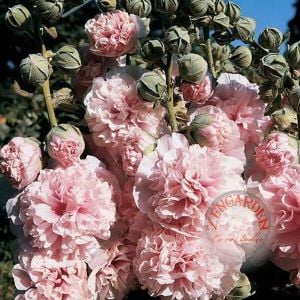 Appleblossom gülhatmi fidesi gül katmerli alcea hollyhock