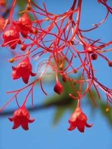 Brachychiton acerifolius tohumu illawarra ateşi flame tree