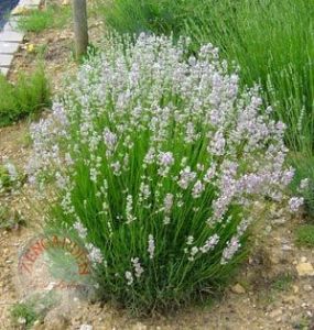 Lavanta tohumu pembe çiçekli lavandula rosea angustifolia ithal